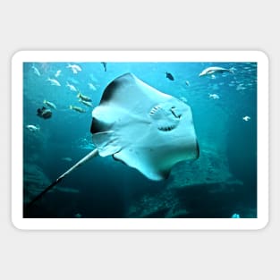 Whispers of the Deep Stingray Magnet